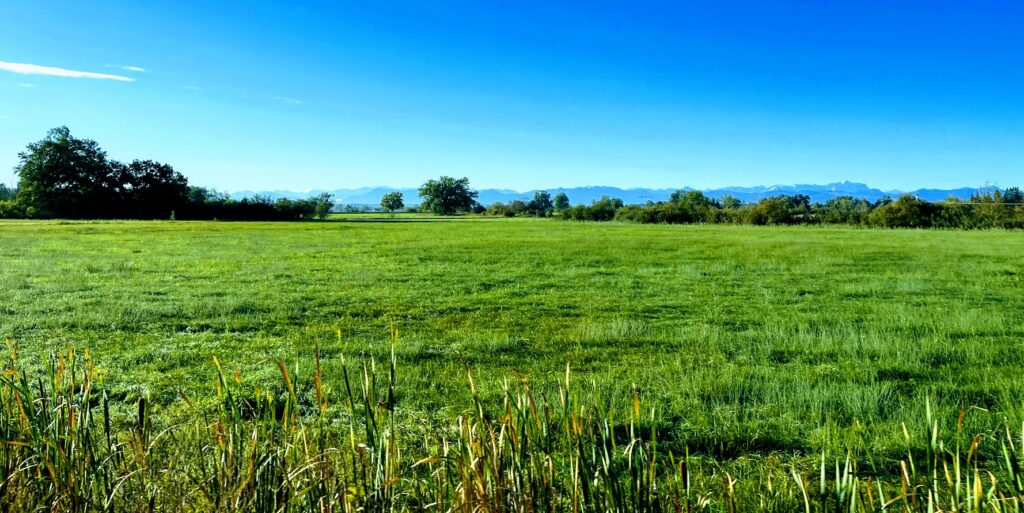 Aus einer Wiese wird Ihr Traum